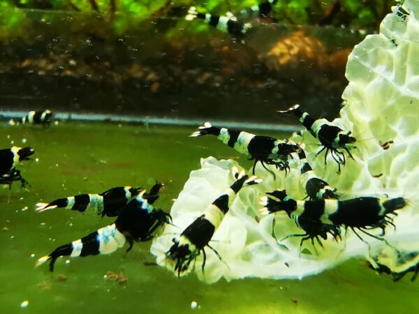 TAIWAN BEE PANDA BLACK - 1.0 CM - obrazek 4